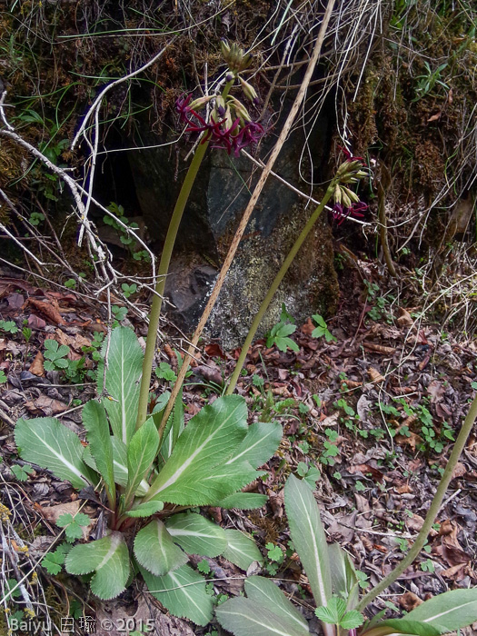 <i>Primula tangutica </i>