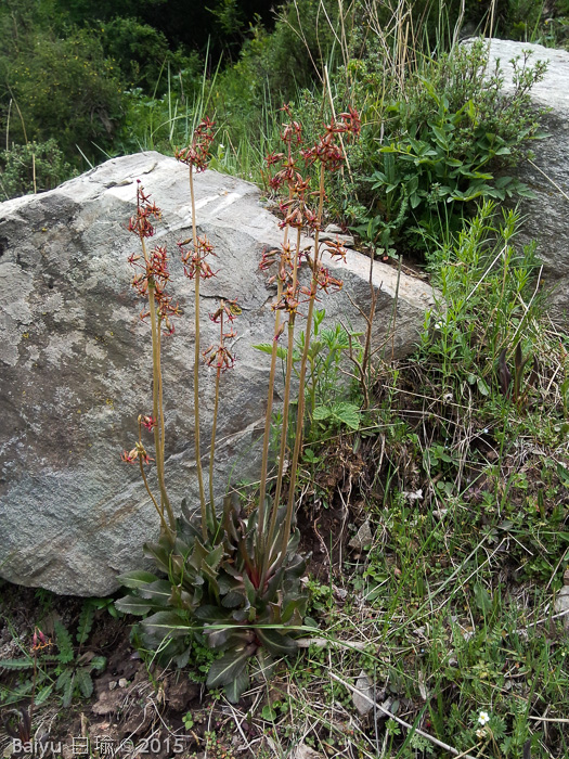 <i>Primula tangutica </i>