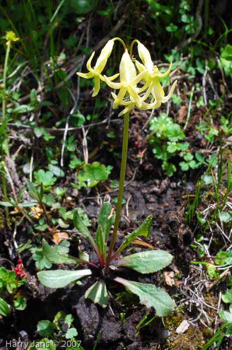 <i>Primula tangutica var flavescens </i>