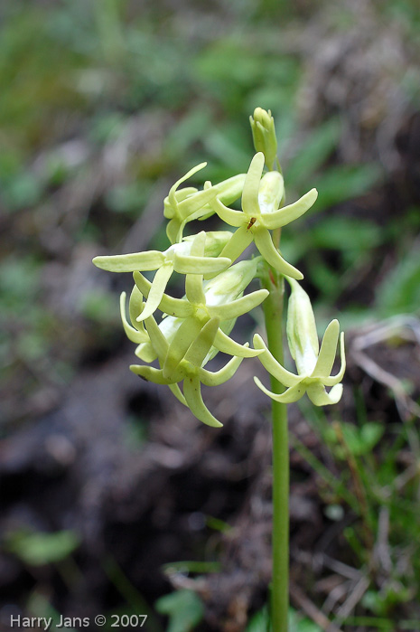 <i>Primula tangutica var flavescens </i>