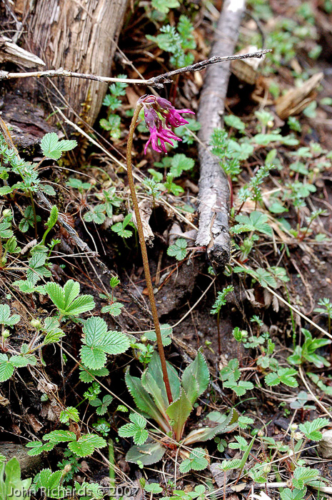 <i>Primula tangutica </i>