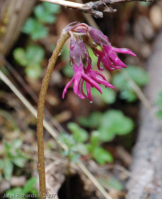 <i>Primula tangutica </i>