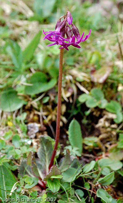 <i>Primula tangutica </i>