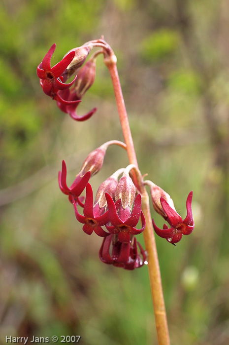 <i>Primula tangutica </i>