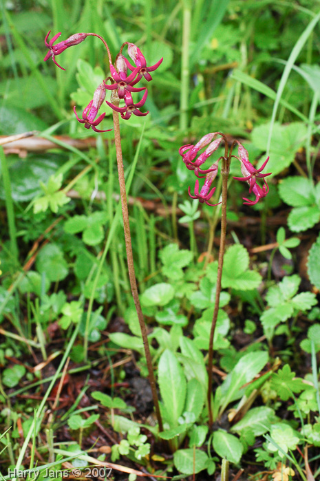 <i>Primula tangutica </i>