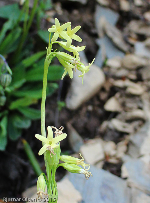 <i>Primula tangutica var flavescens </i>