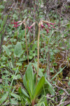 <i>Primula tangutica </i>