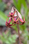 <i>Primula tangutica </i>