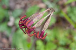 <i>Primula tangutica </i>