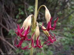 <i>Primula tangutica </i>