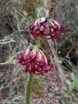 <i>Primula tangutica </i>