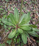 <i>Primula tangutica </i>