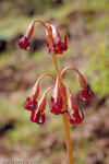 <i>Primula tangutica </i>