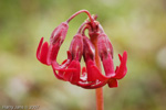 <i>Primula tangutica </i>