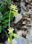 <i>Primula tangutica var flavescens </i>