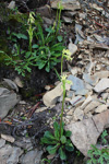 <i>Primula tangutica var flavescens </i>