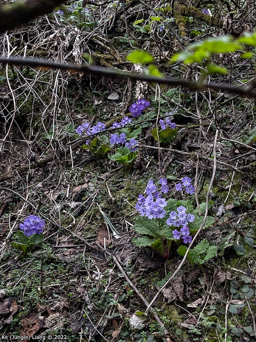 <i>Primula tardiflora </i>
