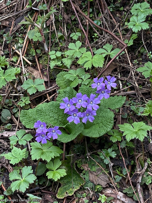 <i>Primula tardiflora </i>