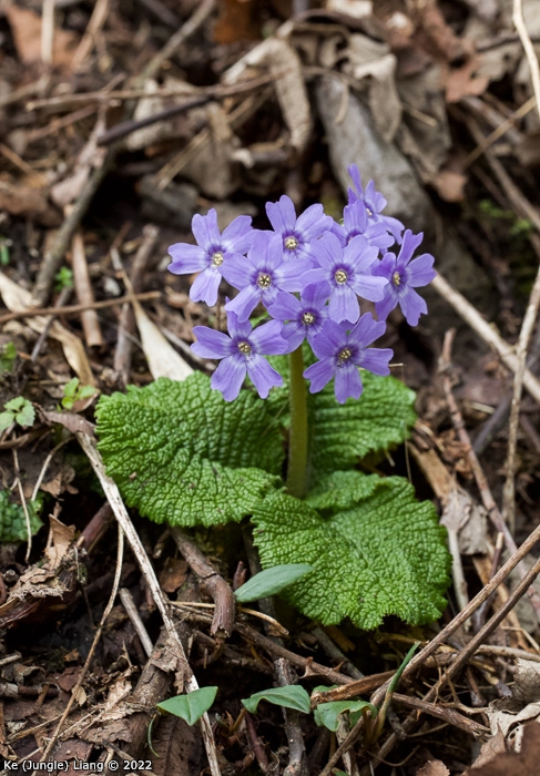 <i>Primula tardiflora </i>