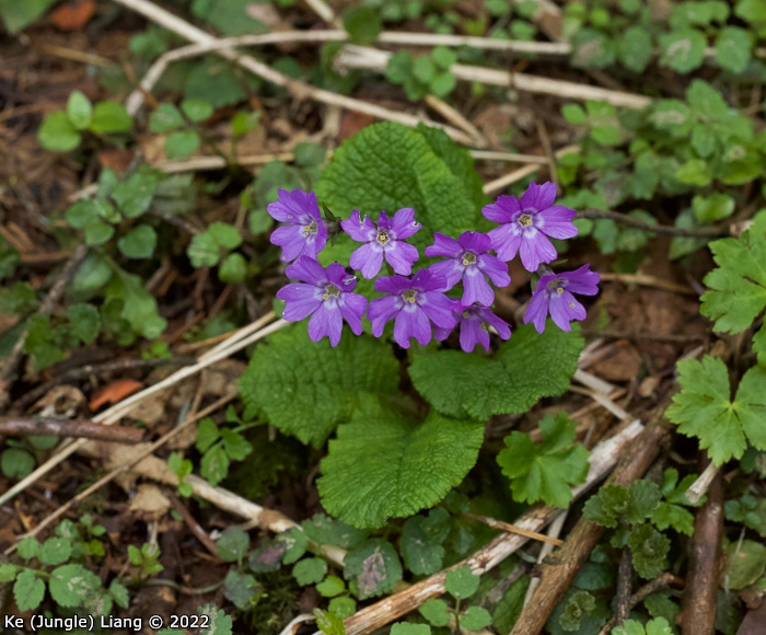 <i>Primula tardiflora </i>