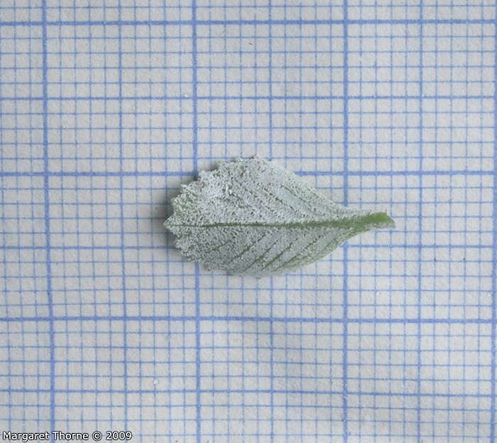 <i>Primula tenella </i>