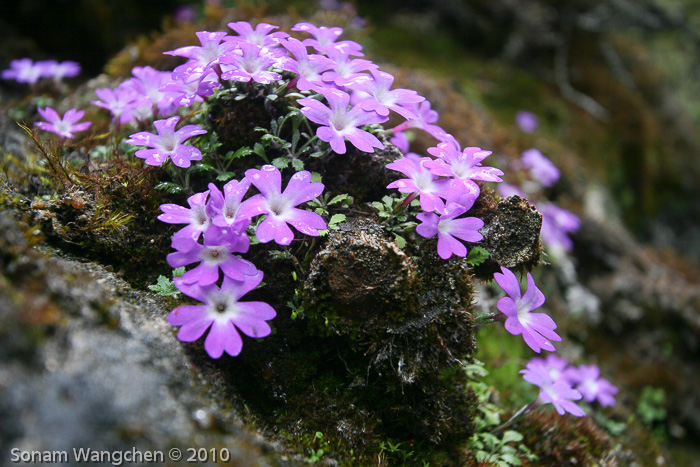 P. tenella var. flagellaris