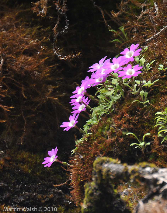 P. tenella var. flagellaris