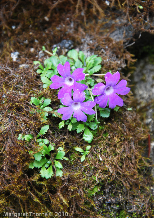 P. tenella var. flagellaris