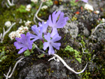 <i>Primula tenuiloba </i>