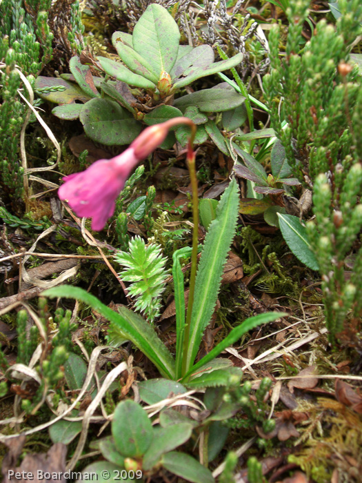 Primula thearosa