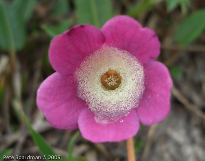 Primula thearosa