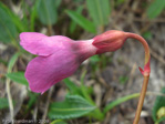 Primula thearosa