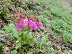 Primula thearosa