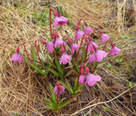 Primula thearosa