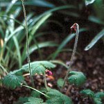 Click to see: geraniifoliaNR1