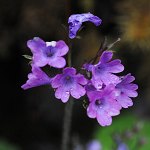 Click to see: geraniifoliaPE_1506