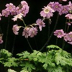 Click to see: geraniifoliaRBC