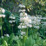 Click to see: japonicaDR3