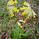 Click to see: verissspmacrocalyxVE1