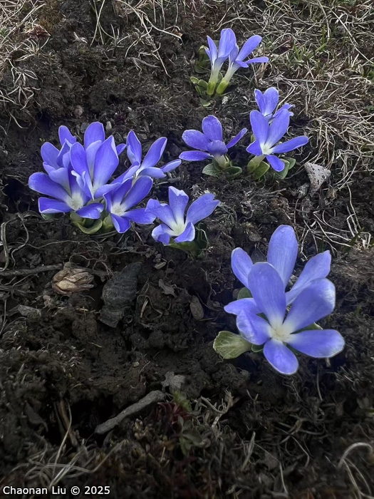 <i>Primula tongolensis </i>