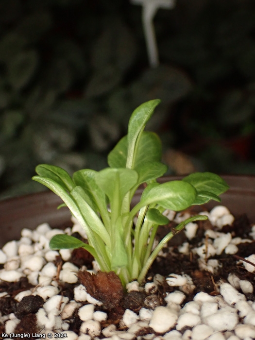 <i>Primula tongolensis </i>