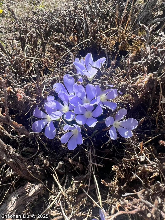 <i>Primula tongolensis </i>