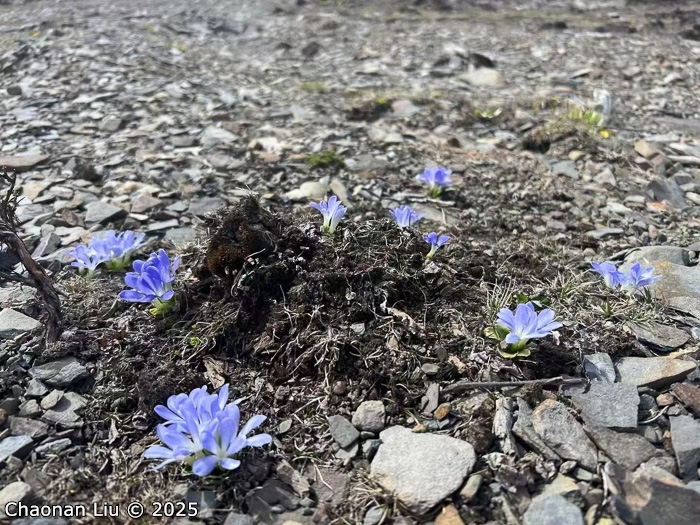 <i>Primula tongolensis </i>