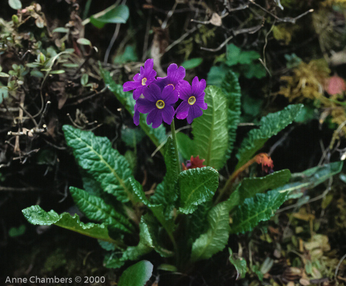 subsp. tsariensis