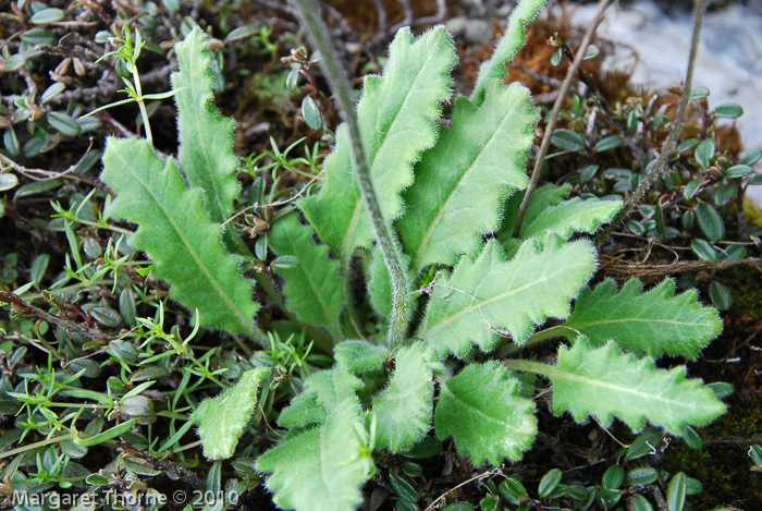 <i>Primula umbratilis </i>