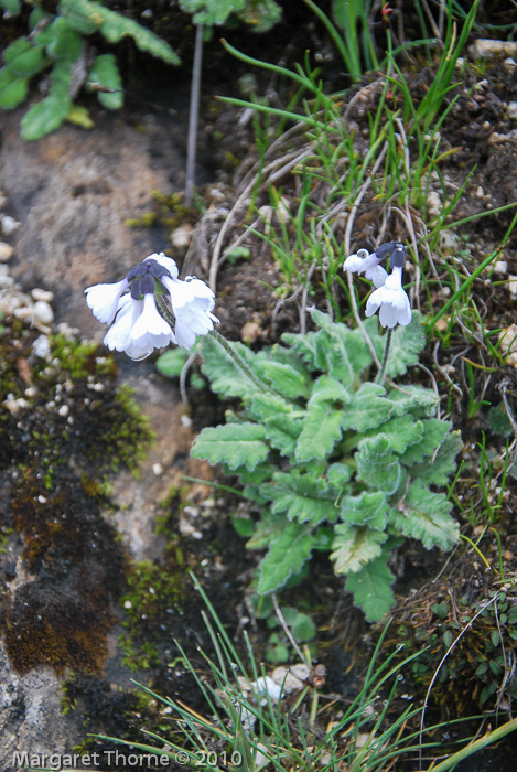 <i>Primula umbratilis var. alba </i>