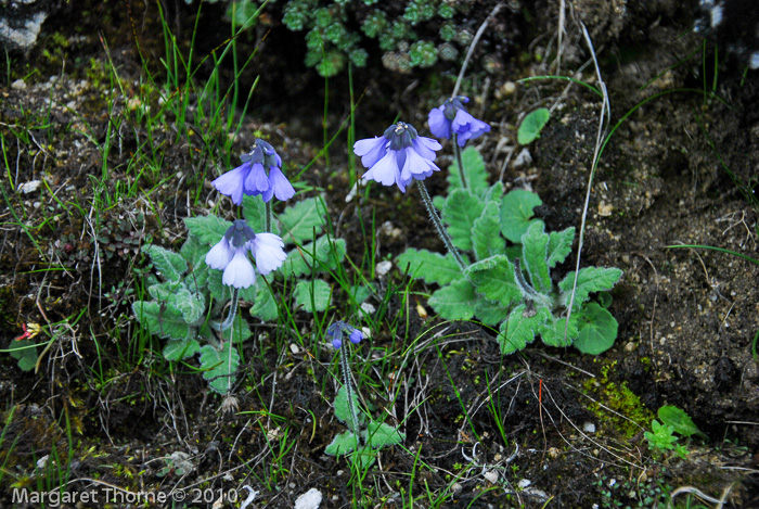 <i>Primula umbratilis </i>