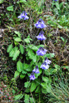 <i>Primula umbratilis </i>