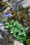 <i>Primula umbratilis </i>