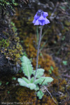 <i>Primula umbratilis </i>